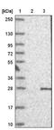 P53 Apoptosis Effector Related To PMP22 antibody, NBP1-85173, Novus Biologicals, Western Blot image 