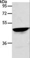 Actin Like 8 antibody, LS-C404434, Lifespan Biosciences, Western Blot image 