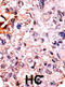 Cyclin Dependent Kinase Inhibitor 1B antibody, abx031893, Abbexa, Immunohistochemistry frozen image 