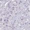 Phosphatidylinositol Glycan Anchor Biosynthesis Class Z antibody, HPA058599, Atlas Antibodies, Immunohistochemistry frozen image 