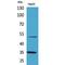 Tissue Factor Pathway Inhibitor antibody, LS-C387004, Lifespan Biosciences, Western Blot image 