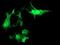 RASD Family Member 2 antibody, NBP2-03331, Novus Biologicals, Immunofluorescence image 