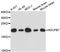 NADH:Ubiquinone Oxidoreductase Subunit B7 antibody, LS-C748726, Lifespan Biosciences, Western Blot image 