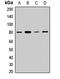 Adaptor Protein, Phosphotyrosine Interacting With PH Domain And Leucine Zipper 1 antibody, LS-C668721, Lifespan Biosciences, Western Blot image 