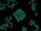 Leucine Rich Repeat Containing 47 antibody, 23217-1-AP, Proteintech Group, Immunofluorescence image 
