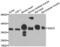 Sarcoglycan Delta antibody, LS-C346169, Lifespan Biosciences, Western Blot image 
