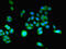 Coiled-Coil Alpha-Helical Rod Protein 1 antibody, LS-C675469, Lifespan Biosciences, Immunofluorescence image 