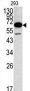 Methionyl Aminopeptidase 2 antibody, abx031583, Abbexa, Western Blot image 