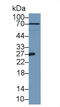 Apolipoprotein A1 antibody, MBS2003614, MyBioSource, Western Blot image 