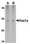 HCLS1 Associated Protein X-1 antibody, MA5-15771, Invitrogen Antibodies, Western Blot image 