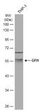 Growth Factor Independent 1 Transcriptional Repressor antibody, GTX133798, GeneTex, Western Blot image 