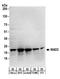 Mitotic Arrest Deficient 2 Like 1 antibody, A300-301A, Bethyl Labs, Western Blot image 