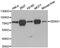 DEAD-Box Helicase 41 antibody, abx005046, Abbexa, Western Blot image 