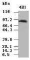 Signal transducer and activator of transcription 5A antibody, ADI-905-826-100, Enzo Life Sciences, Western Blot image 