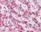Autophagy Related 16 Like 1 antibody, 30-956, ProSci, Immunohistochemistry frozen image 