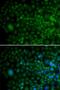 Angiogenin antibody, LS-B14376, Lifespan Biosciences, Immunofluorescence image 