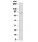 NADPH Oxidase 5 antibody, R34044-100UG, NSJ Bioreagents, Western Blot image 