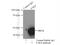 P21 (RAC1) Activated Kinase 4 antibody, 14685-1-AP, Proteintech Group, Immunoprecipitation image 