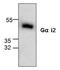 G Protein Subunit Alpha I2 antibody, GTX59733, GeneTex, Western Blot image 