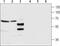 Gamma-Aminobutyric Acid Type A Receptor Alpha4 Subunit antibody, TA328815, Origene, Western Blot image 