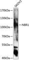 NBR1 Autophagy Cargo Receptor antibody, 23-029, ProSci, Western Blot image 