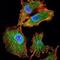 Interleukin 34 antibody, NBP1-51627, Novus Biologicals, Immunocytochemistry image 