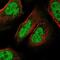 Chromosome 9 Open Reading Frame 152 antibody, PA5-62238, Invitrogen Antibodies, Immunofluorescence image 