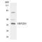 Olfactory Receptor Family 52 Subfamily E Member 4 antibody, LS-C200387, Lifespan Biosciences, Western Blot image 