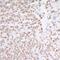 HsMAD2 antibody, A300-300A, Bethyl Labs, Immunohistochemistry paraffin image 