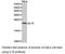 Interleukin 18 antibody, LS-C192992, Lifespan Biosciences, Western Blot image 