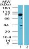 TGF-Beta Activated Kinase 1 (MAP3K7) Binding Protein 3 antibody, PA1-41489, Invitrogen Antibodies, Western Blot image 