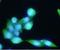 Folate Hydrolase 1 antibody, NBP1-04338, Novus Biologicals, Immunocytochemistry image 