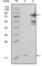 Nicotinamide Phosphoribosyltransferase antibody, abx011321, Abbexa, Enzyme Linked Immunosorbent Assay image 