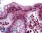 Forkhead Box C1 antibody, LS-B1800, Lifespan Biosciences, Immunohistochemistry paraffin image 