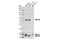 Glycogen Synthase Kinase 3 Beta antibody, 12456P, Cell Signaling Technology, Western Blot image 