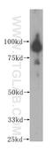 Bromodomain Containing 3 antibody, 11859-1-AP, Proteintech Group, Western Blot image 