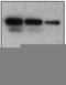 Serpin Family B Member 9 antibody, TA318921, Origene, Western Blot image 