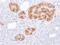 Vasostatin antibody, AE00246, Aeonian Biotech, Immunohistochemistry frozen image 