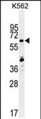 Zinc Finger Protein 619 antibody, PA5-71513, Invitrogen Antibodies, Western Blot image 