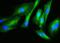 Filamin B antibody, A02562-1, Boster Biological Technology, Immunofluorescence image 