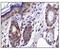 Homeobox protein CDX-1 antibody, TA309604, Origene, Immunohistochemistry frozen image 