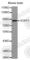 Sortilin 1 antibody, A4101, ABclonal Technology, Western Blot image 