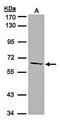 Trefoil Factor 2 antibody, orb13709, Biorbyt, Western Blot image 