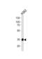 Methyl-CpG Binding Domain Protein 3 antibody, abx034839, Abbexa, Western Blot image 