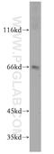 RUN And FYVE Domain Containing 2 antibody, 19180-1-AP, Proteintech Group, Western Blot image 