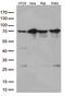 G Protein Nucleolar 3 antibody, M03283, Boster Biological Technology, Western Blot image 
