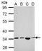 SH3 And SYLF Domain Containing 1 antibody, PA5-31797, Invitrogen Antibodies, Western Blot image 