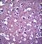 Protocadherin Gamma Subfamily A, 3 antibody, LS-C163438, Lifespan Biosciences, Immunohistochemistry frozen image 