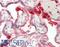 Platelet And Endothelial Cell Adhesion Molecule 1 antibody, LS-B12093, Lifespan Biosciences, Immunohistochemistry paraffin image 