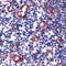 Tyrosine Kinase With Immunoglobulin Like And EGF Like Domains 1 antibody, PA5-32618, Invitrogen Antibodies, Immunohistochemistry frozen image 